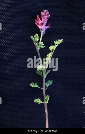Fumaria officinalis, Common Fumitory. Wild plant shot in the spring. Stock Photo