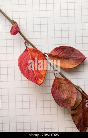 dried red leaves on branch lying on piece of paper. Top view. herbarium preparation. Stock Photo