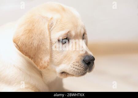Nice little puppy of golden labrador retriever side view. Close up portrait on blur background Stock Photo
