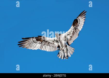 Osprey (Pandion haliaetus)  flying over Lake Berryessa CA USA Stock Photo