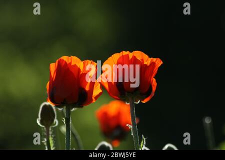 Two single poppy flowers isolated in the foreground, blurred dark green background structured by shadows and lights. Stock Photo