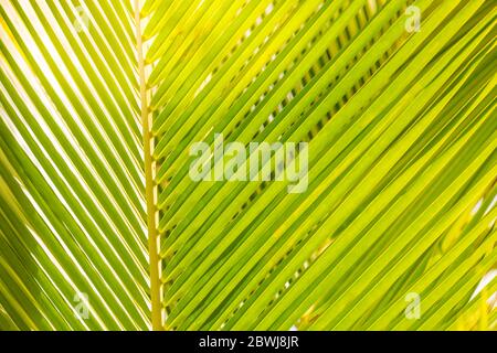Drop of water on tropical banana palm leaf, dark green foliage, nature background. Exotic nature pattern Stock Photo