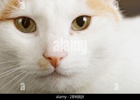 Close up portrait of the short haired Turkish Van cat also called Anatoli cat Stock Photo