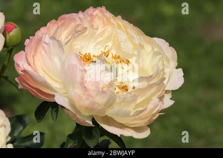 Pastel-colored peony single flower head.. Stock Photo