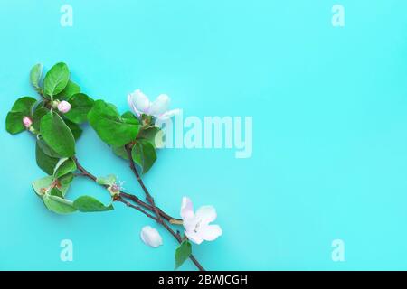 Beautiful blossoming branches on color background Stock Photo