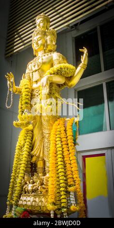 Brahma Fresh gold Stock Photo - Alamy