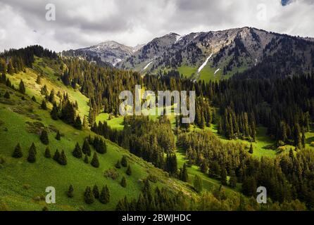 Beautiful Idyllic landscape of pine forest in the mountain valley at cloudy sunny day Stock Photo