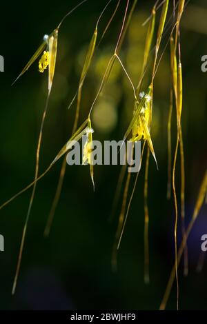 Stipa Gigantea in flower. Stock Photo