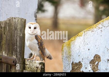 Portrait of bright form of barn owl sitting on the fence Stock Photo