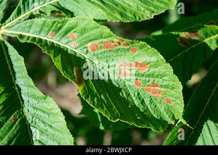 Leaf blotch infection on a Horse Chestnut Tree caused by the fungus, Phyllosticta paviae. Stock Photo