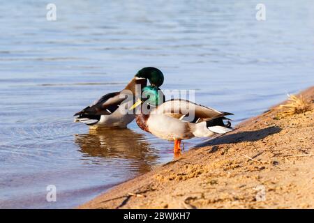 Two Drake, Mallard ducks (Anas platyrhynchos) on the bank of the lake Stock Photo