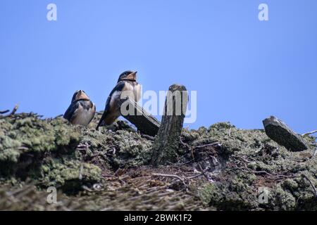 two young barn swallows (Hirundo rustica) on a thatched roof waiting for food against the blue sky, large copy space, selected focus Stock Photo