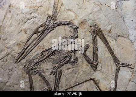 Dinosaur fossil in rock Stock Photo