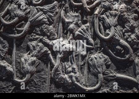 Crinoid (sea lily) fossil Stock Photo