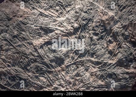 Crinoid (sea lily) fossil Stock Photo