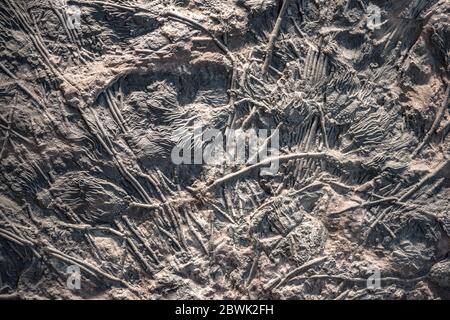 Crinoid (sea lily) fossil Stock Photo