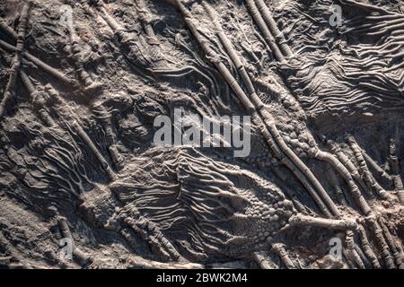 Crinoid (sea lily) fossil Stock Photo