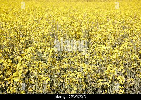 Blooming rapeseed field. Sweden, Södermanland Stock Photo