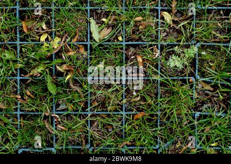 Background from green fresh grass and forest leaves at square cells, Stock Photo