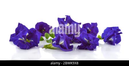 Butterfly pea flower isolated on white background Stock Photo