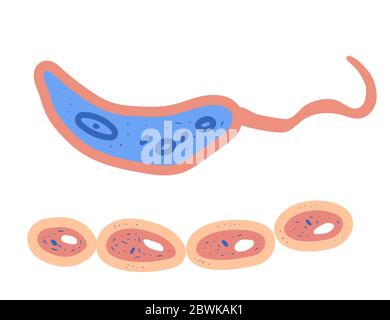 Bacterias cell. Vector illustartion in doodle style. Stock Vector