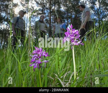 02 June 2020, Brandenburg, Stützkow: Rangers of the Brandenburg nature guard stand in front of flowering orchids of the species Helm-Knabenkraut (Orchis militaris) on the Galow mountains in the Lower Oder Valley National Park. At the moment the orchids are being counted on the meadows in the national park to supplement a statistic that has been kept for several years. So far three species of orchids have been found in the Lower Oder Valley National Park, which was established in 1995 as the twelfth national park in Germany. It covers about 10,500 hectares. The Oder Valley is one of the last ne Stock Photo