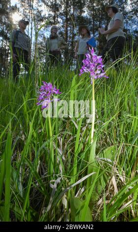 02 June 2020, Brandenburg, Stützkow: Rangers of the Brandenburg nature guard stand in front of flowering orchids of the species Helm-Knabenkraut (Orchis militaris) on the Galow mountains in the Lower Oder Valley National Park. At the moment the orchids are being counted on the meadows in the national park to supplement a statistic that has been kept for several years. So far three species of orchids have been found in the Lower Oder Valley National Park, which was established in 1995 as the twelfth national park in Germany. It covers about 10,500 hectares. The Oder Valley is one of the last ne Stock Photo