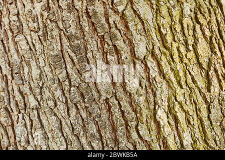 Bark from an old trunk from the tree as a background texture Stock Photo