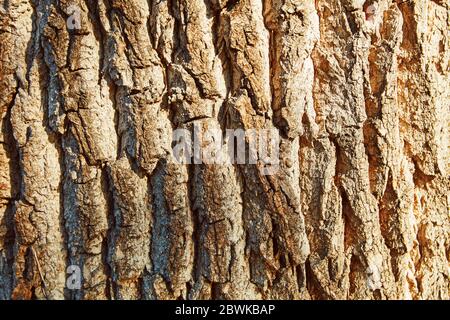 Grain of old tree bark as close-up for texture background Stock Photo
