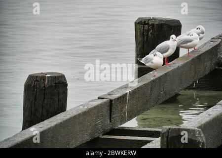 old wooden pier in the sea on which several seagulls sit Stock Photo