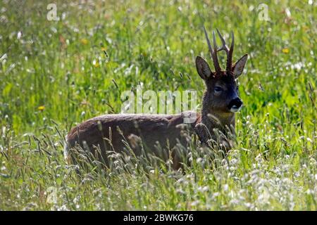 Male roe deer grazing in the meadow in spring sunshine Stock Photo