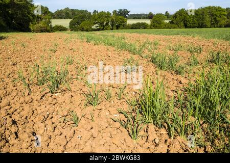 Dry barley field in Suffolk, UK.. Very dry parched soil after over a month without rain. Stock Photo