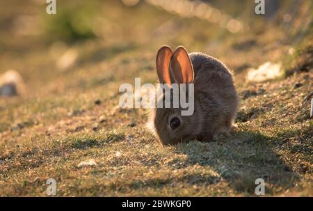 Wild Rabbit Summer Wild rabbits enjoying a summer evening on the Sussex South Downs, UK ...