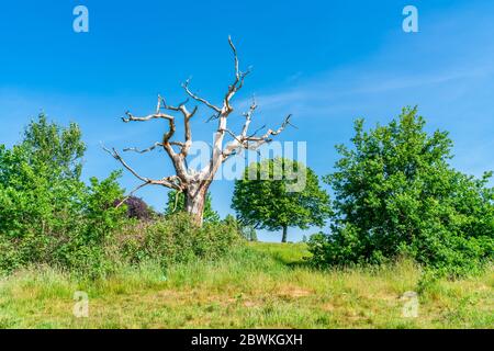 A dead tree on Parliament Hill in Hampstead Heath park, London UK Stock Photo