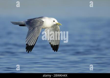 black-legged kittiwake (Rissa tridactyla pollicaris, Larus tridactyla pollicaris), Adult in breeding plumage in the Bering Sea, USA, Alaska, Seward Peninsula Stock Photo