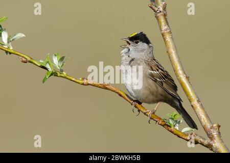 golden-crowned sparrow (Zonotrichia atricapilla), Adult in summer plumage perched in small bushm singing, USA, Alaska, Seward Peninsula Stock Photo