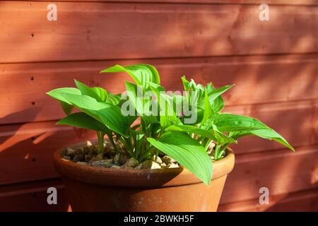 Green hosta leaves in a terracotta pot against a plain wooden shed. Stock Photo
