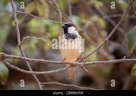 African house sparrow perched on a tree branch in Mozambique Stock Photo
