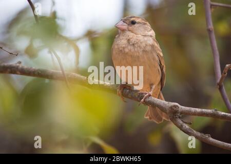 African house sparrow perched on a tree branch in Mozambique Stock Photo
