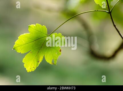 Acer pseudoplatanus, sycamore maple tree leaves on a twig, Germany Stock Photo