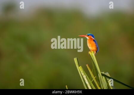 Malachite kingfisher (Alcedo cristata, Corythornis cristatus), perched on top of a reed stem in an African swamp, Gambia, Karafunka Stock Photo