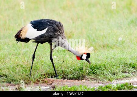 South African crowned crane, Grey crowned crane (Balearica regulorum), foraging on short grass, Kenya, Masai Mara National Park, Maasai Mara Stock Photo