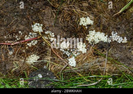 Red slug, Large red slug, Greater red slug, Chocolate arion, European red slug (Arion rufus, Arion ater ssp. rufus), snail eggs in the ground, Germany Stock Photo