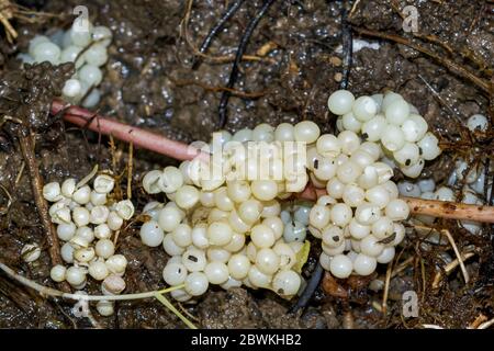 Red slug, Large red slug, Greater red slug, Chocolate arion, European red slug (Arion rufus, Arion ater ssp. rufus), snail eggs on the ground, Germany Stock Photo