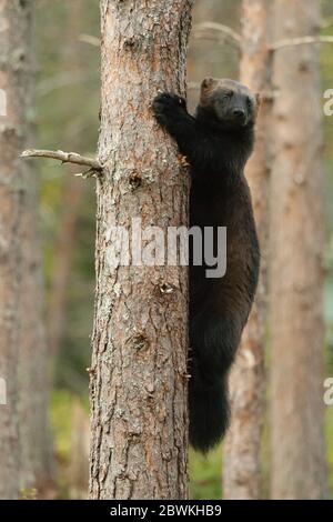 wolverine (Gulo gulo), climbing up pine tree , Finland Stock Photo