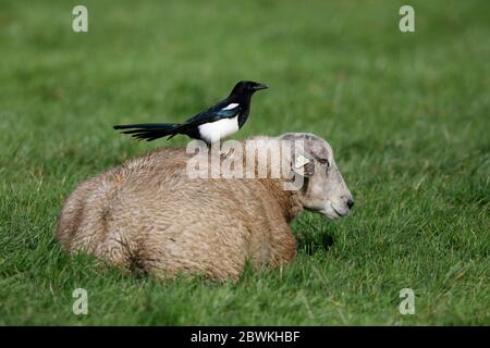 black-billed magpie (Pica pica), perching on a sheep, the sheep lying in a green meadow, Netherlands, South Holland, Rottemeren Stock Photo
