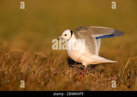 ross's gull (Rhodostethia rosea), adult in summer plumage landing in a meadow, Russia, Indigirka delta Stock Photo