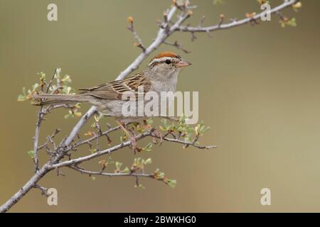 chipping sparrow (Spizella passerina), adult in breeding plumage, USA, Oregon, Lake County Stock Photo