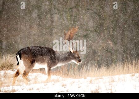 fallow deer (Dama dama, Cervus dama), hart foraging at snowfall, side view, Netherlands, South Holland, Amsterdamse Waterleidingduinen Stock Photo