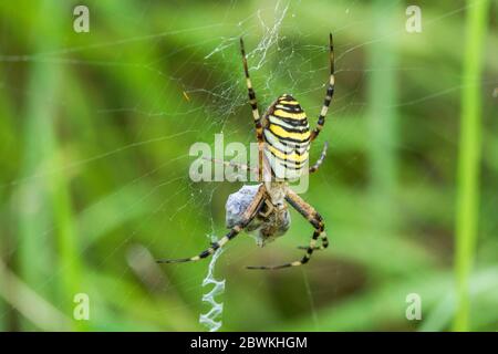 Black-and-yellow argiope, Black-and-yellow garden spider (Argiope bruennichi), female with prey in the web, Germany, Baden-Wuerttemberg Stock Photo